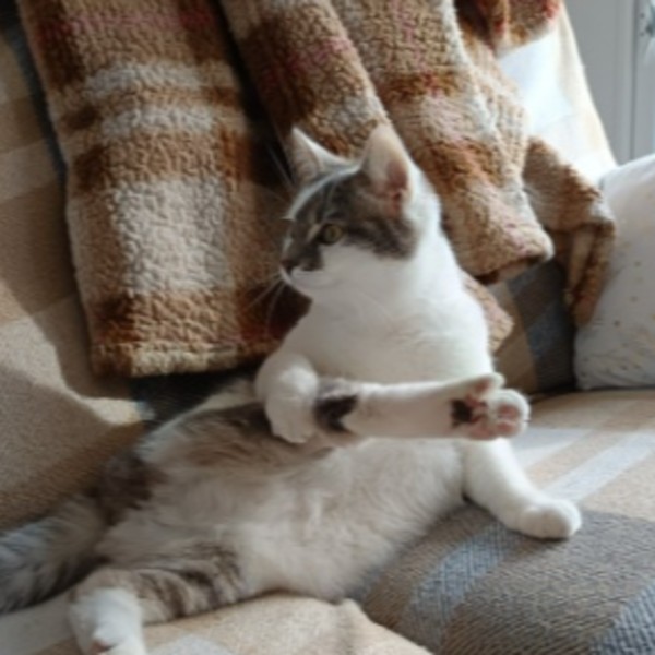 Filou