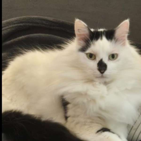 Nala
