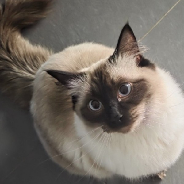 Watson