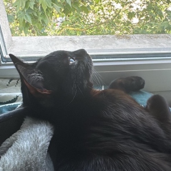 Oshi