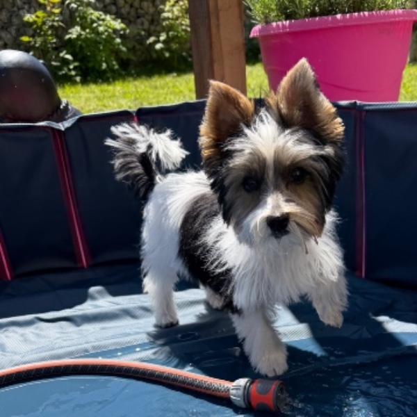BENJI