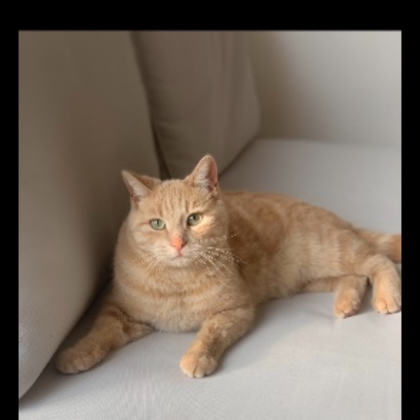 Rajah