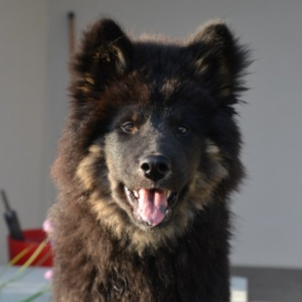 BAYANI