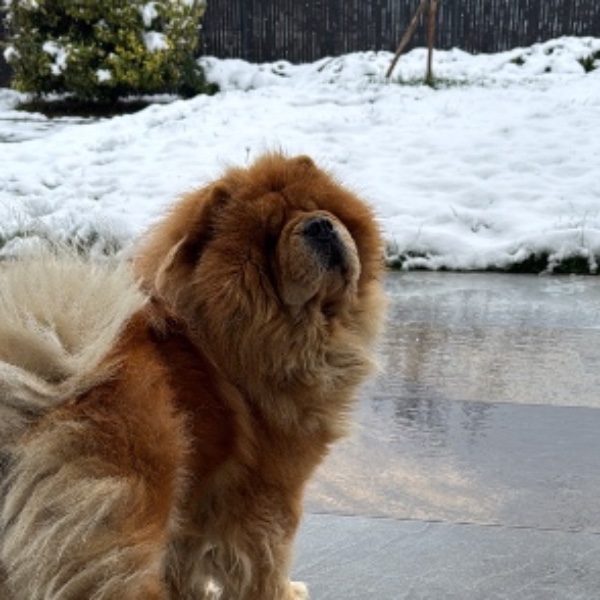 Nala Belle