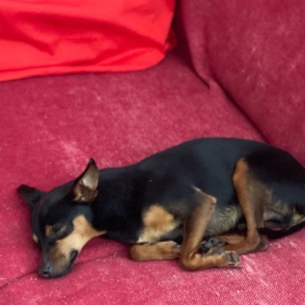 Tyko