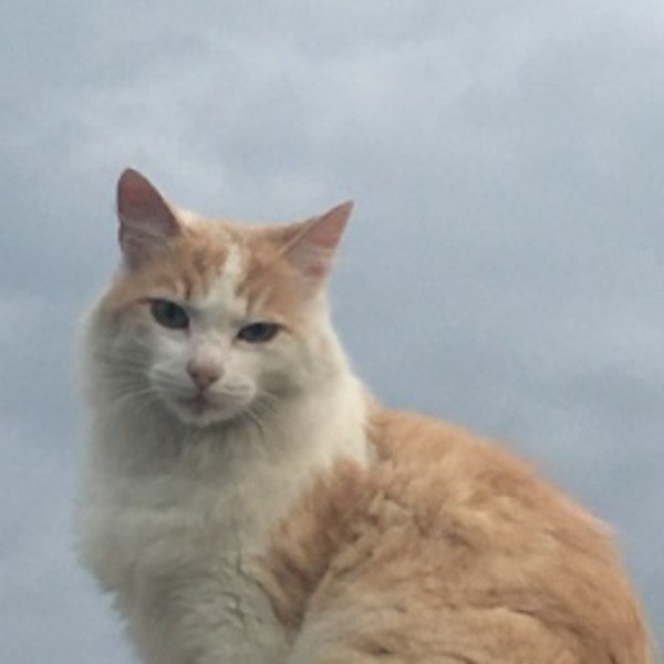 Olaf