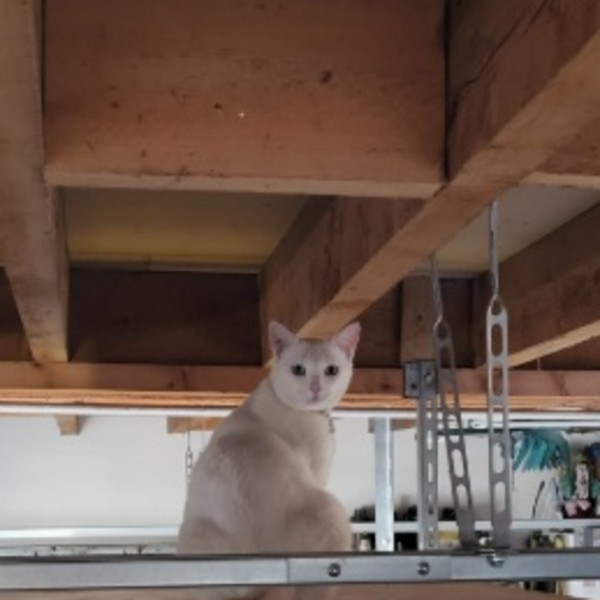 Elliott