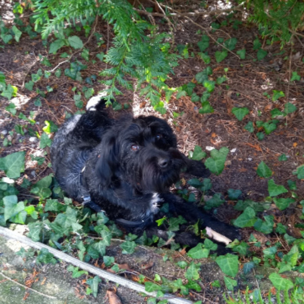 MILOU