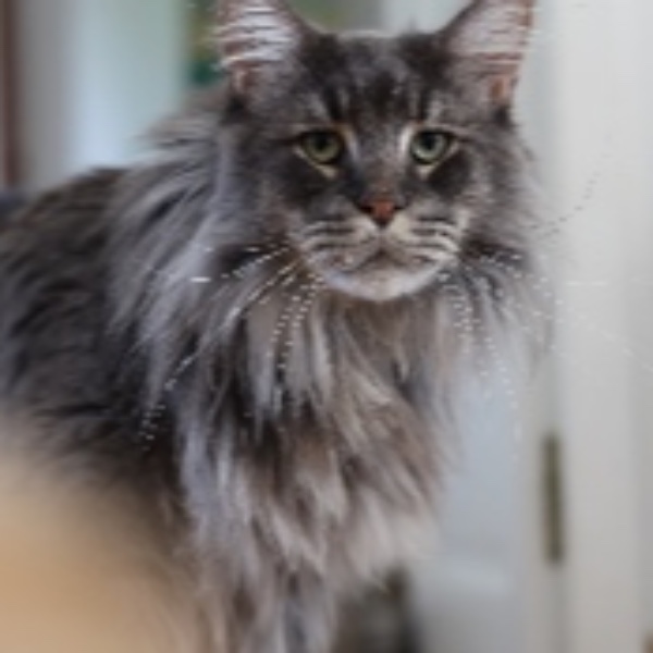 Odin