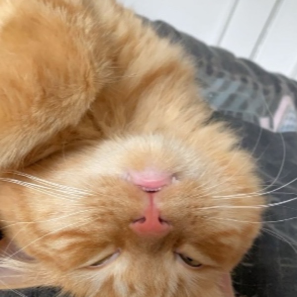 Neko