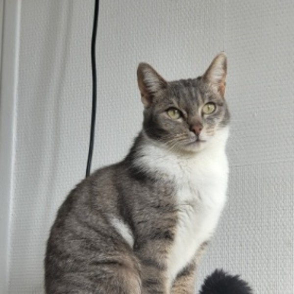 grisha