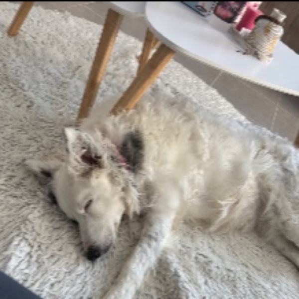 Bella