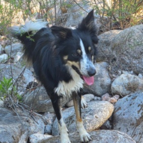Vecchia