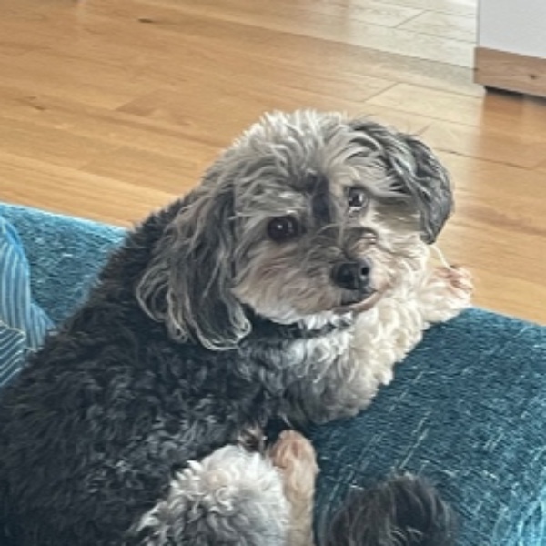 Rasta