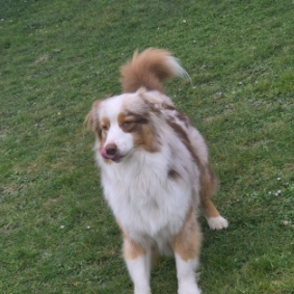 Tazz