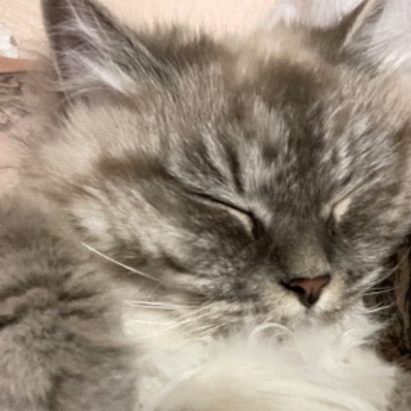 Coco