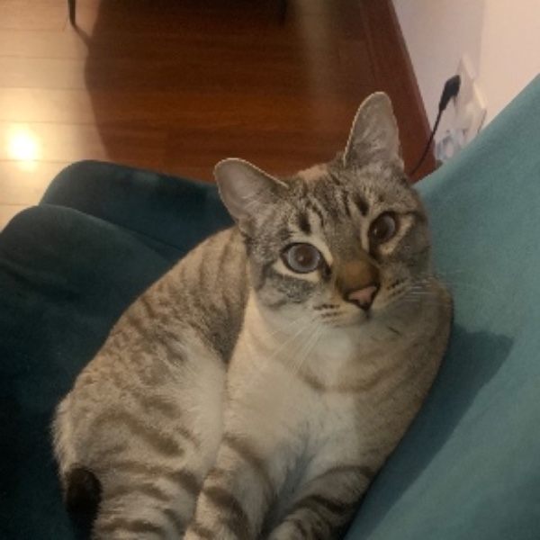 Guapa