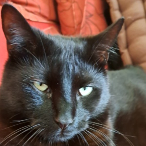 Grimm