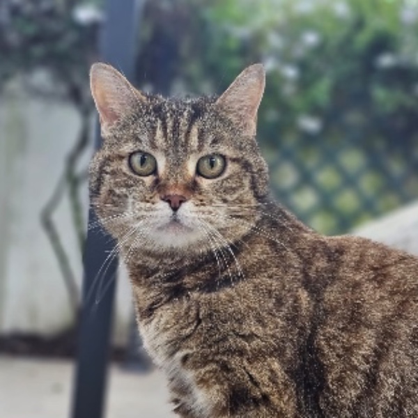 Kit Kat