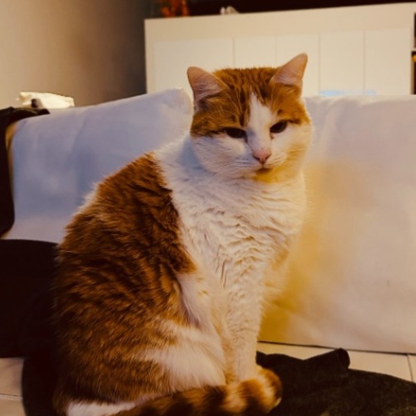 René