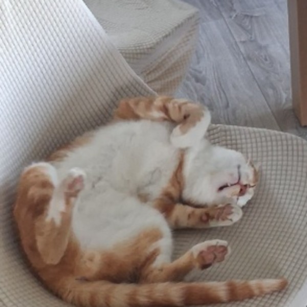 Tigrou