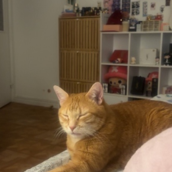 Simba