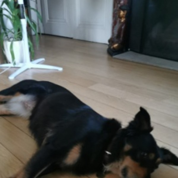 Dixie