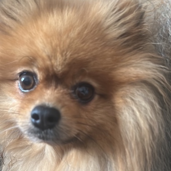 Michi