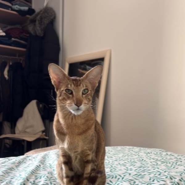 Oz
