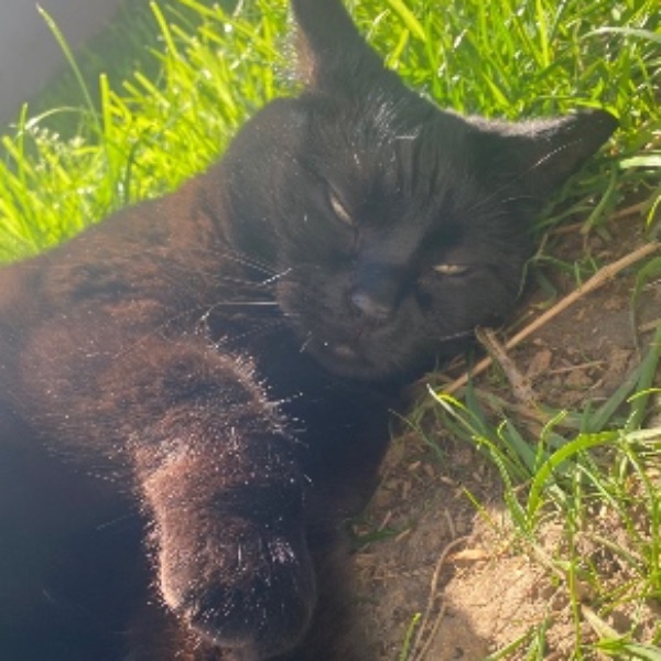 Nala