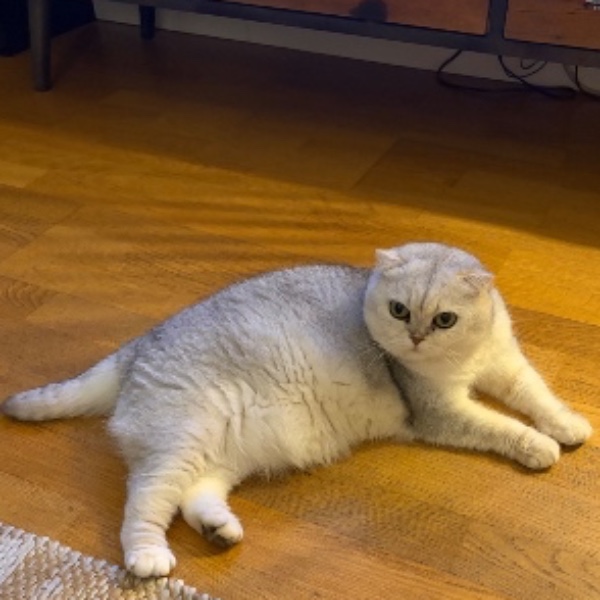 Pipa