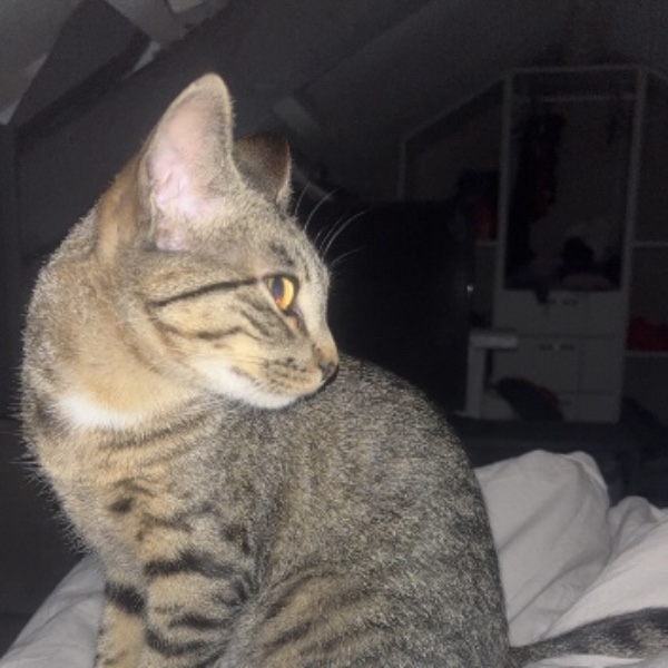 Diva