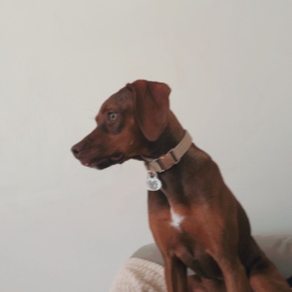 Baya