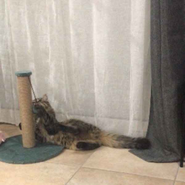 minou