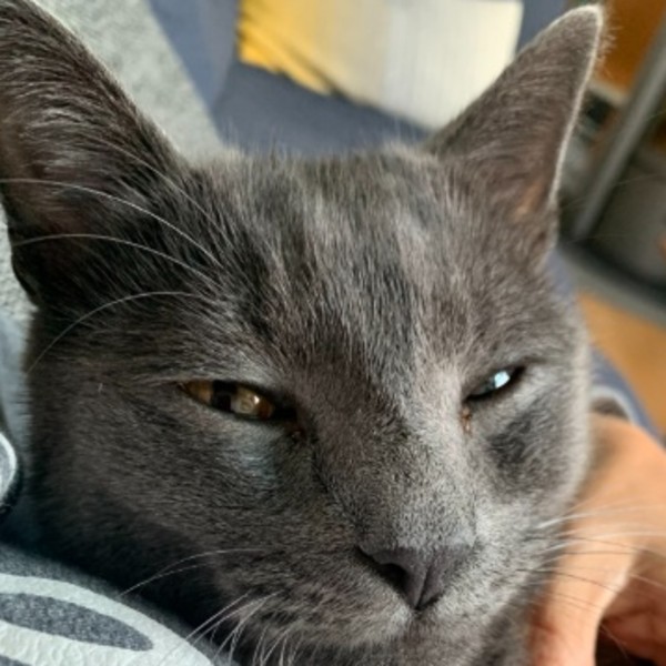 Catou