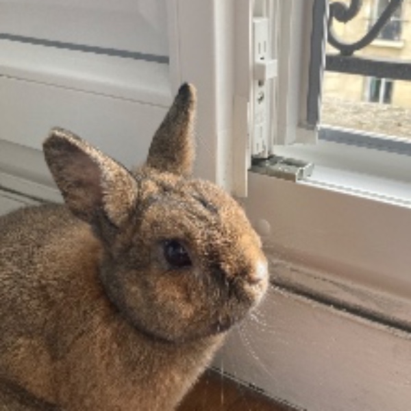Lapin