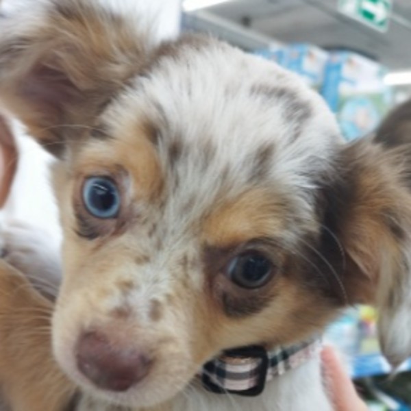 Pepito