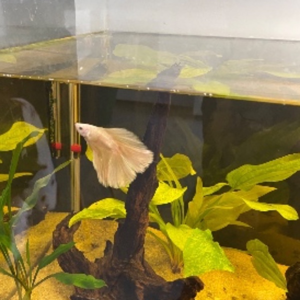 Mon poisson