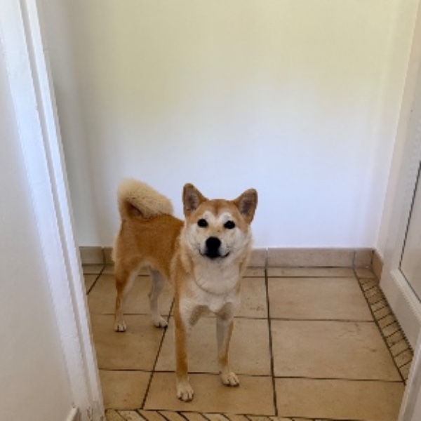 Suki