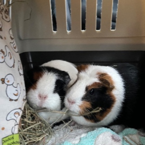 Lola et Lolita