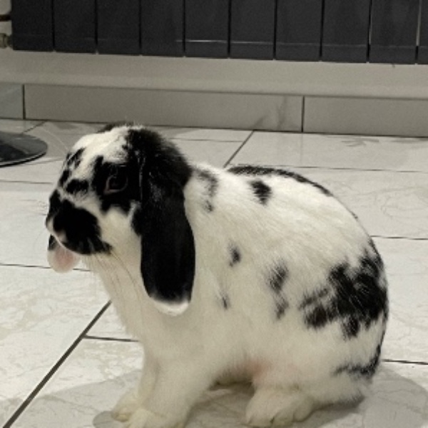 Pablo