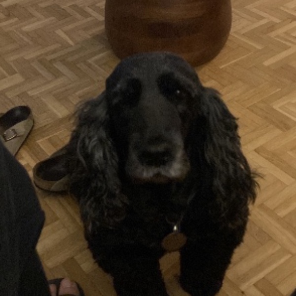 Ozzy