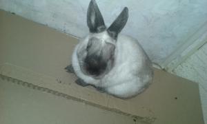 Sweety