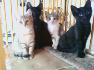 4 chatons d une asso et les 2 miens 