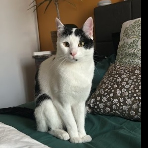 Oreo