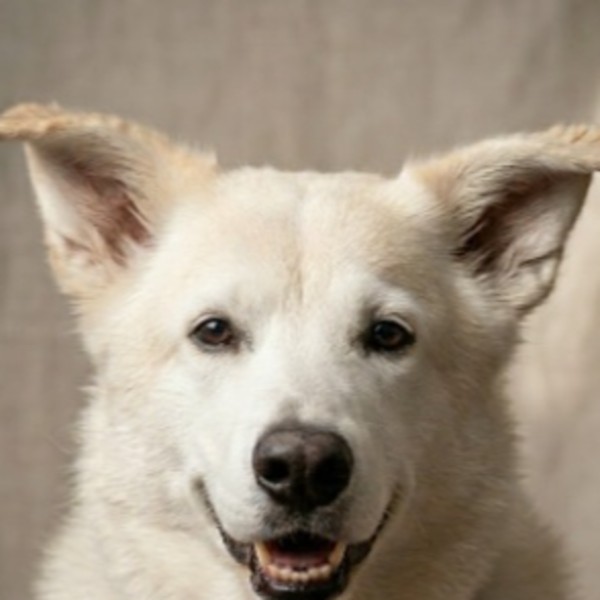 Hellie