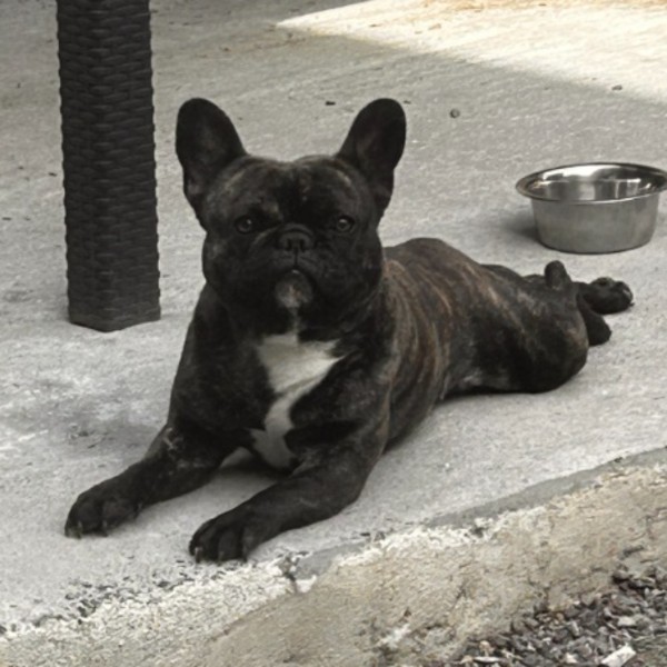 Télio