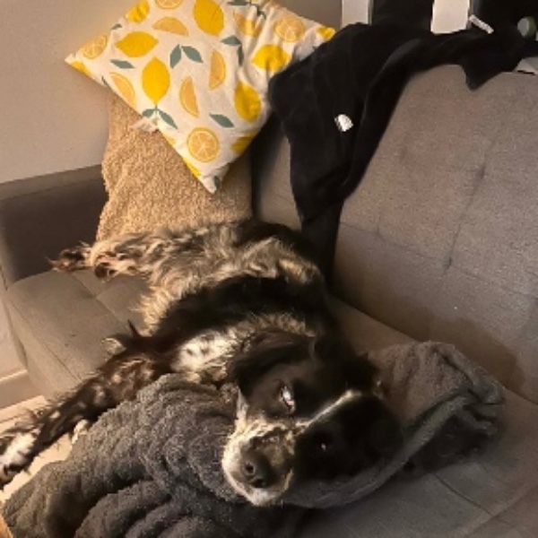 Laika