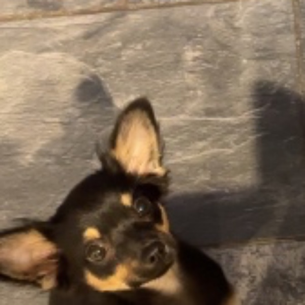 Bonnie