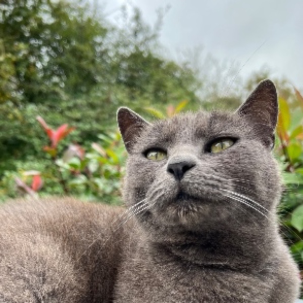 Lili